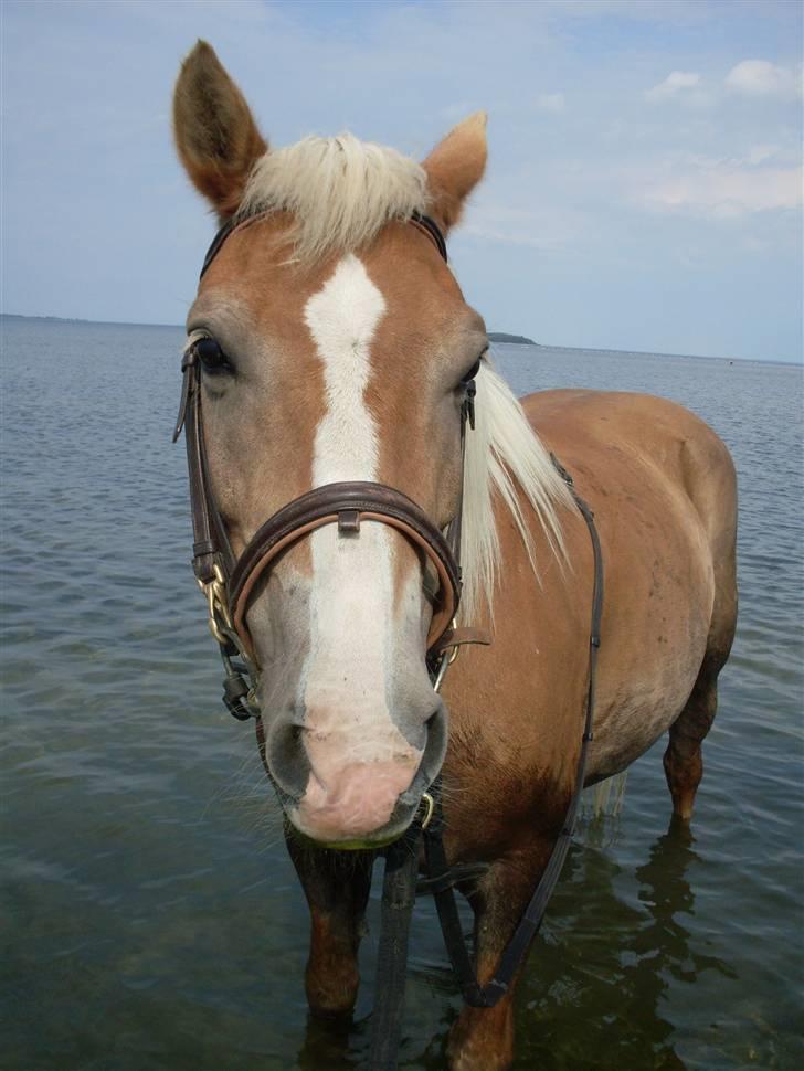 Haflinger Nelly *Venindes* - på stranden .. billede 2
