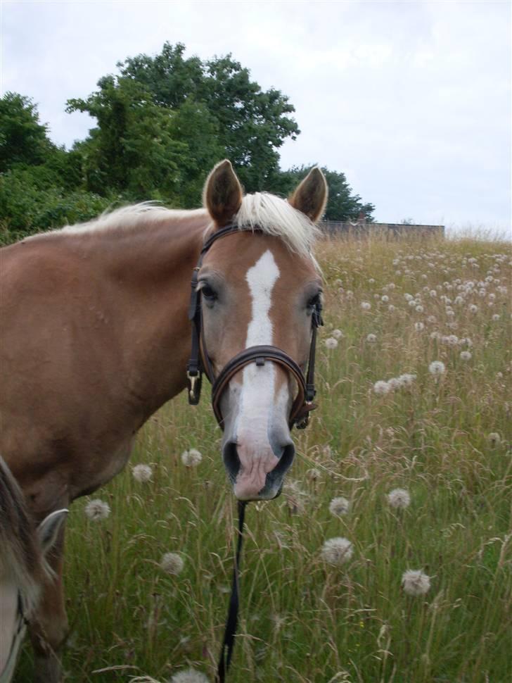 Haflinger Nelly *Venindes* - på tur :) billede 3