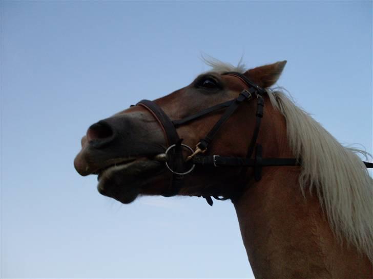 Haflinger Nelly *Venindes* - et super lækkert billede . billede 4