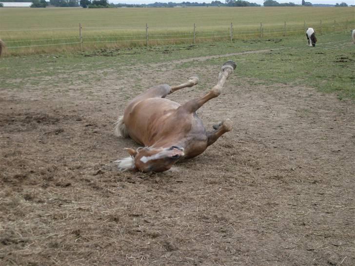 Haflinger Nelly *Venindes* - hun ruller sig . billede 5