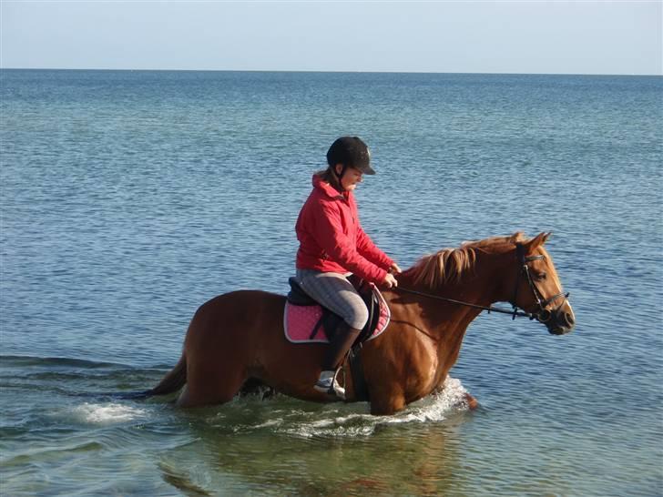 Anden særlig race Buster *solgt - stranden med busse xD billede 4