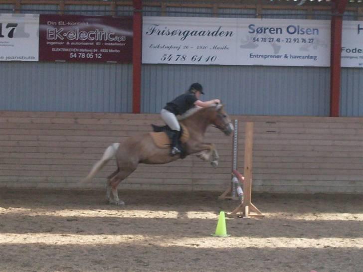 Haflinger Nelly *Venindes* - Til ponygames hvor vi springer for tidligt,. .. billede 6