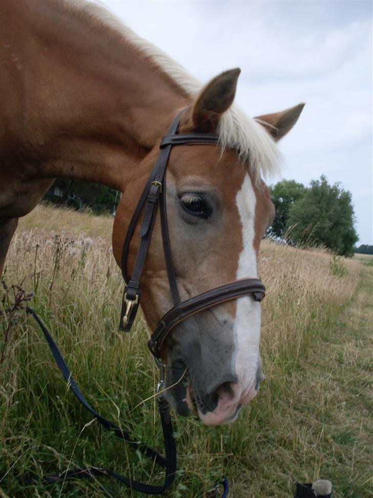 Haflinger Nelly *Venindes* - på tur  ... billede 7