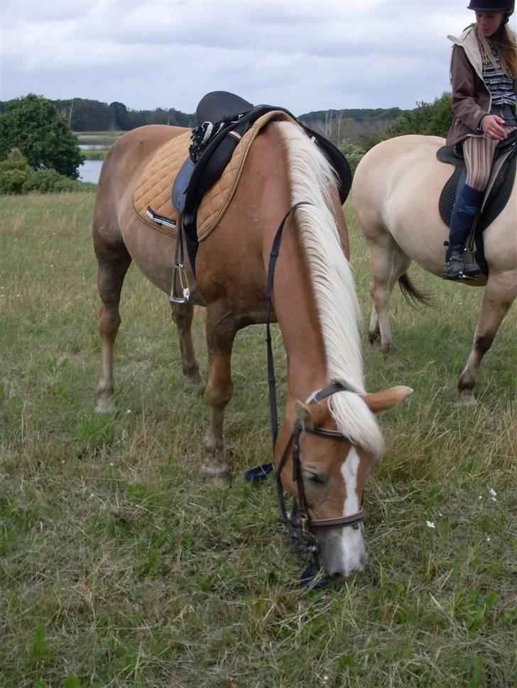 Haflinger Nelly *Venindes* - lige før lidt mark-ræs .. :b billede 9