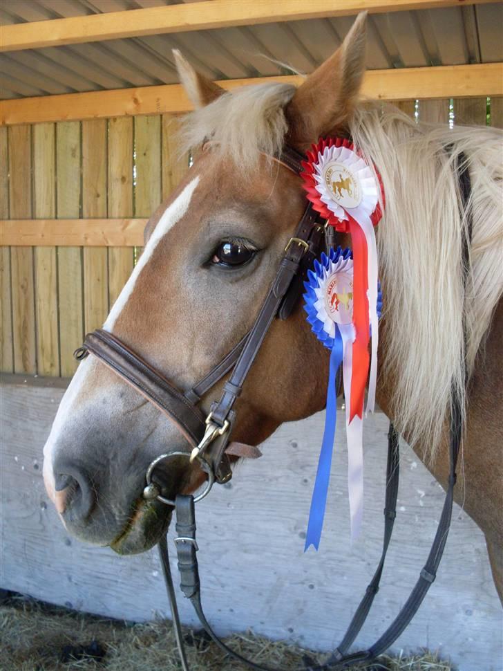 Haflinger Nelly *Venindes* - Efter stævne .. billede 10