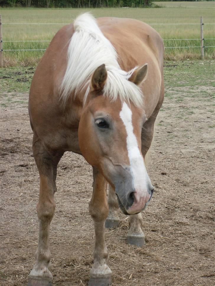 Haflinger Nelly *Venindes* - på folden .. billede 14