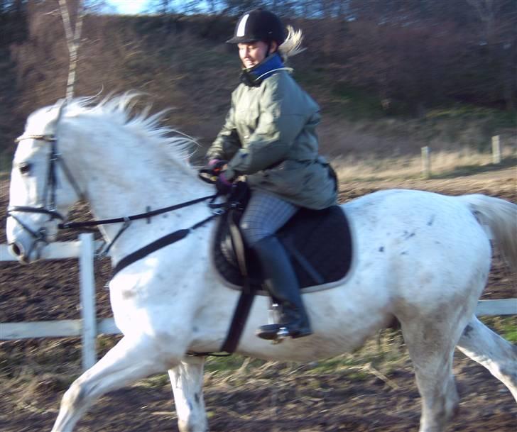 Anden særlig race *Pelle*(Pelle GRIS) billede 16