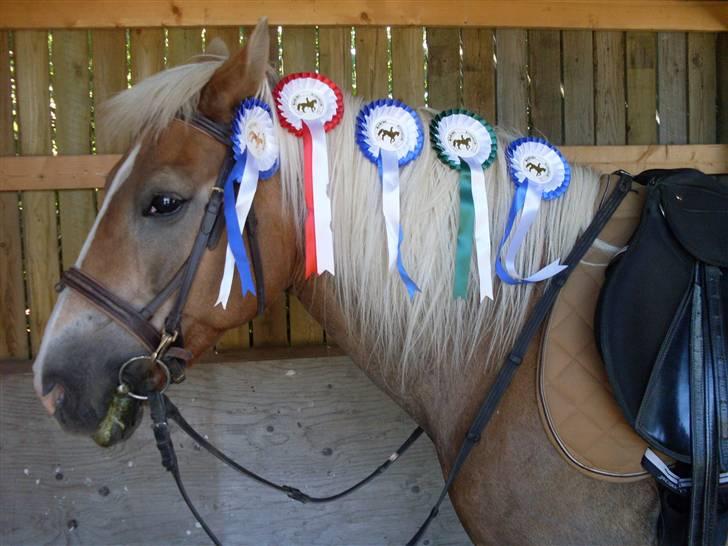 Haflinger Nelly *Venindes* - Efter en weekend med stævner hvor hun har alle sine rosetter .. billede 16