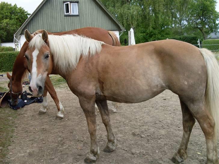 Haflinger Nelly *Venindes* - ved siden a Albert .. billede 17