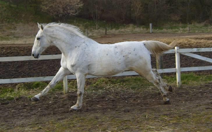 Anden særlig race *Pelle*(Pelle GRIS) billede 17