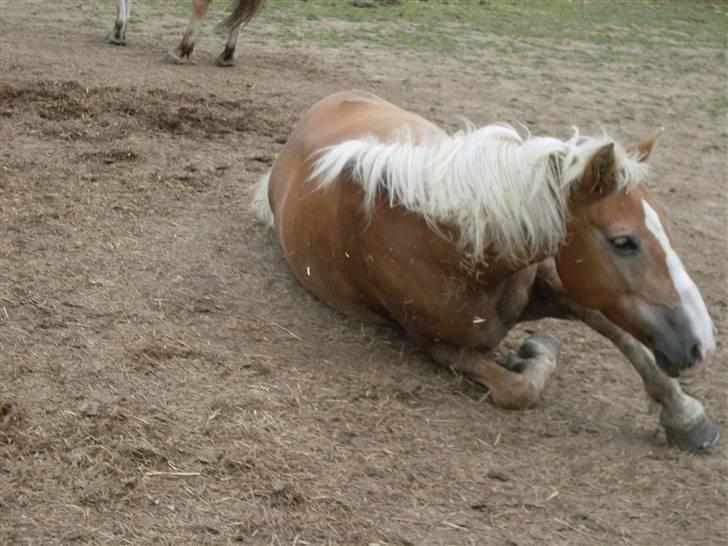 Haflinger Nelly *Venindes* - .. billede 18