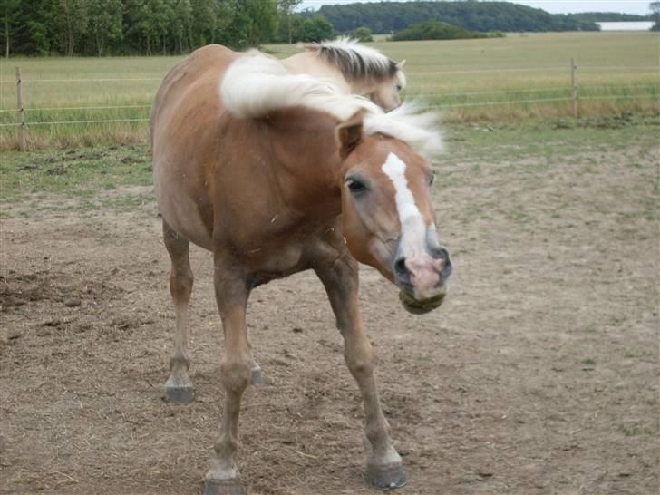 Haflinger Nelly *Venindes* - hun har lige rullet sig så hun ryster sig  ... billede 19