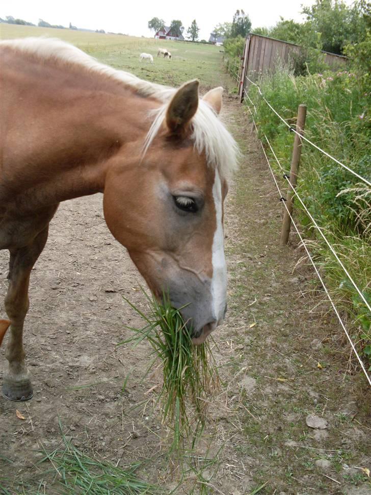 Haflinger Nelly *Venindes* - Spiser græs .. billede 20