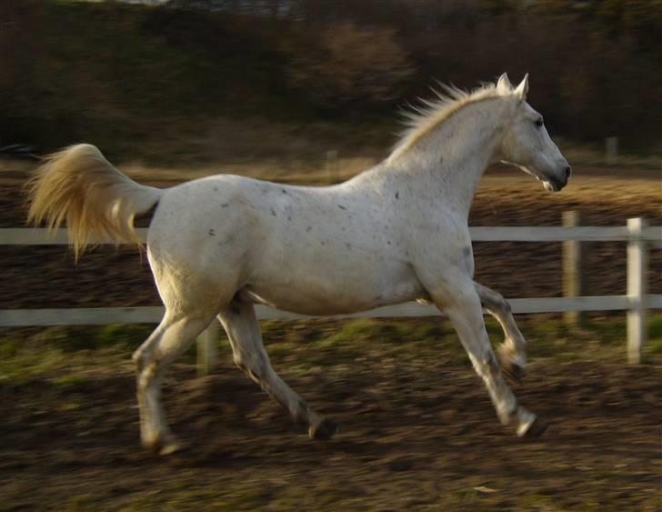 Anden særlig race *Pelle*(Pelle GRIS) billede 18