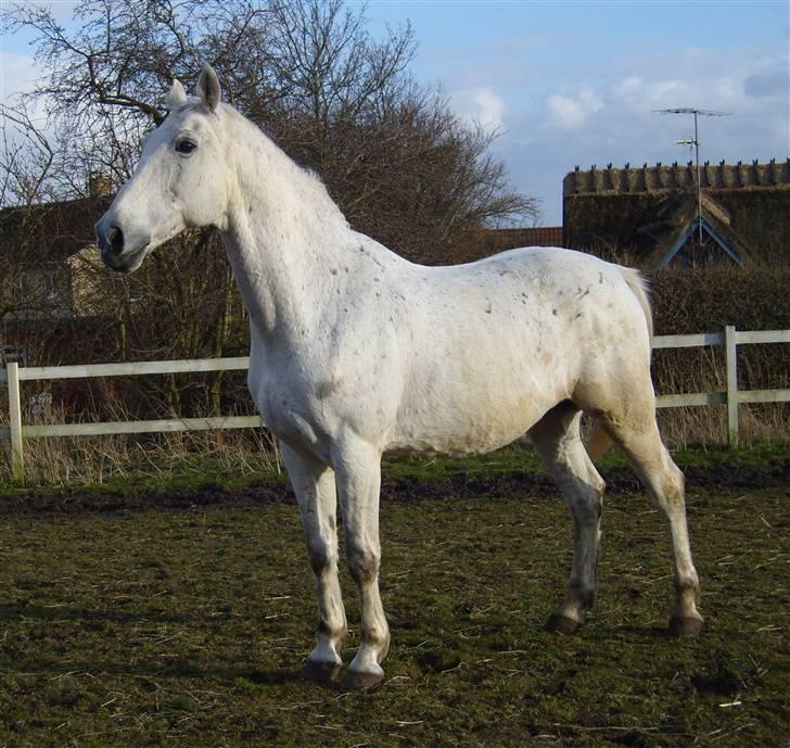 Anden særlig race *Pelle*(Pelle GRIS) billede 19