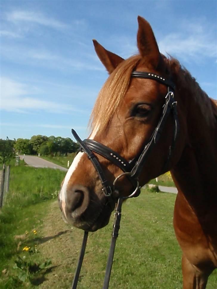 Anden særlig race Buster *solgt - Busters smukke hoved <3 (: billede 9