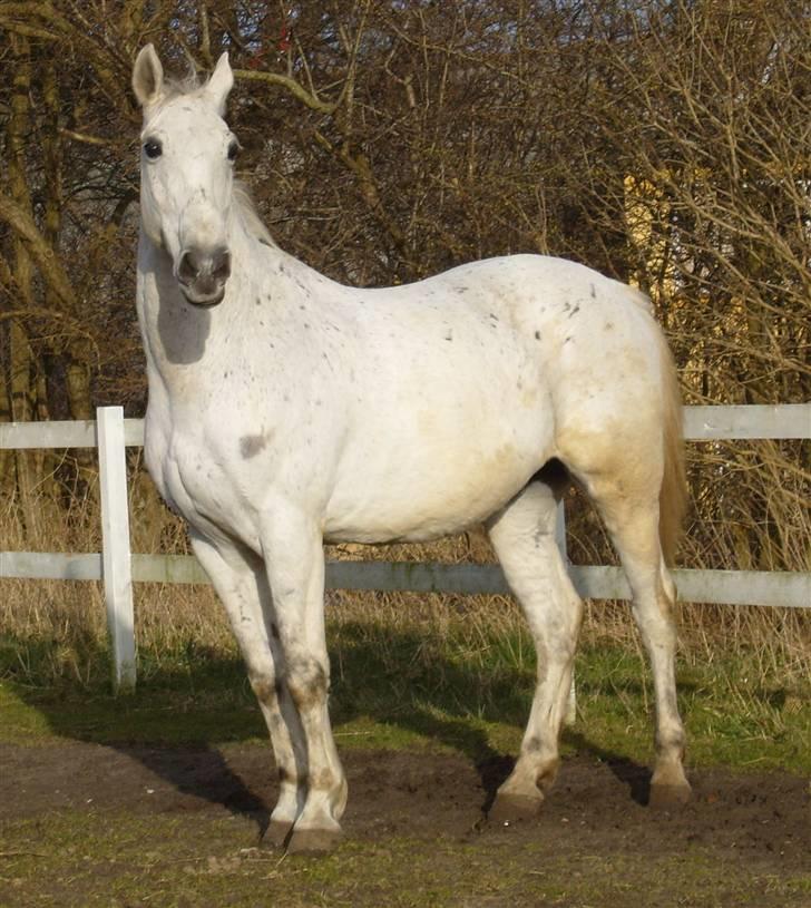 Anden særlig race *Pelle*(Pelle GRIS) billede 20