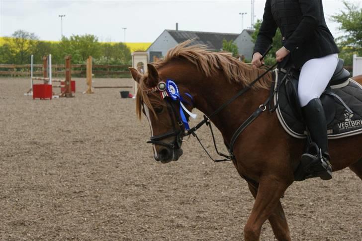 Anden særlig race Buster *solgt - 2. plads til egensmesterskab 2009, æresrunde (: billede 10