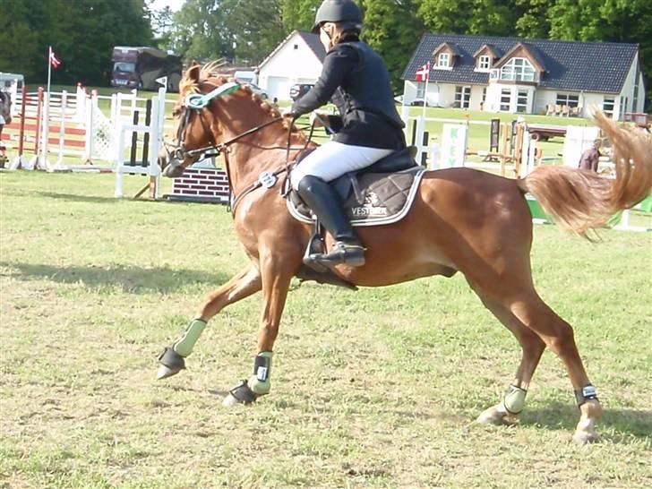 Anden særlig race Buster *solgt - 3. plads i MB mors billede 12