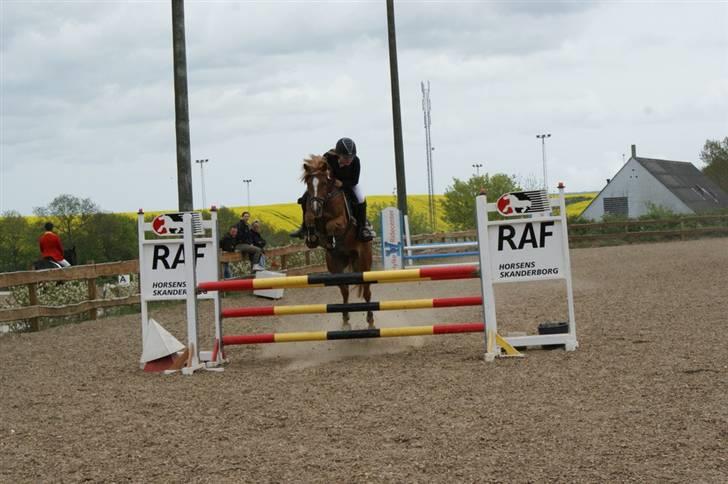 Anden særlig race Buster *solgt - Omspringning til egensmesterskab 2009 billede 15