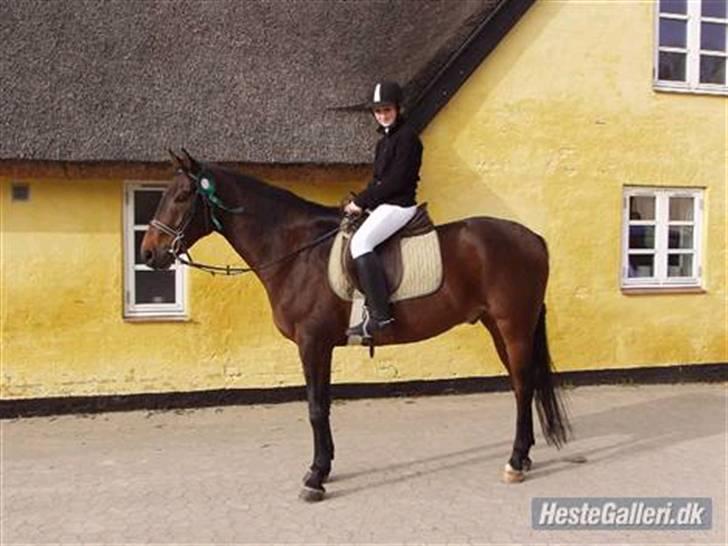 Anden særlig race Chaplin (SOLGT) - 3 plas <3 med pernille <3 billede 7