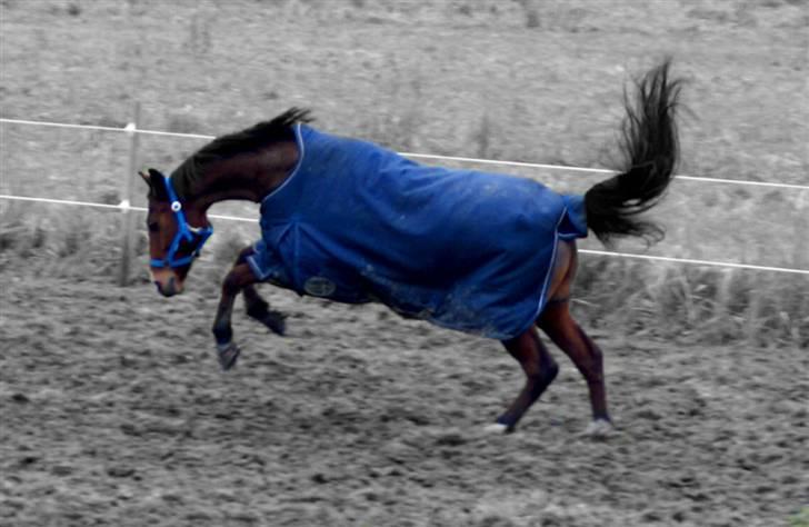 Anden særlig race Ponylands All Star † 06.12.2011 - 4) VILDHEST :D <3 billede 4