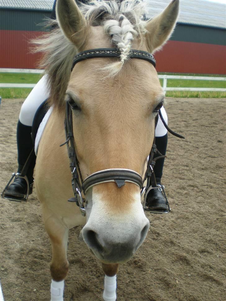 Fjordhest Josefine *Fine**Venindes* - endnu et billed fra stævnet. her venter vi på resultatet.. billede 2