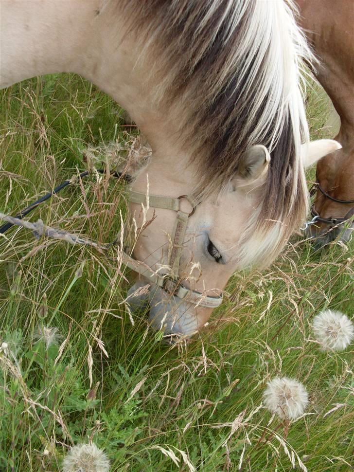 Fjordhest Josefine *Fine**Venindes* - Dn dejlige på en mark med mælkebøtter .. billede 3
