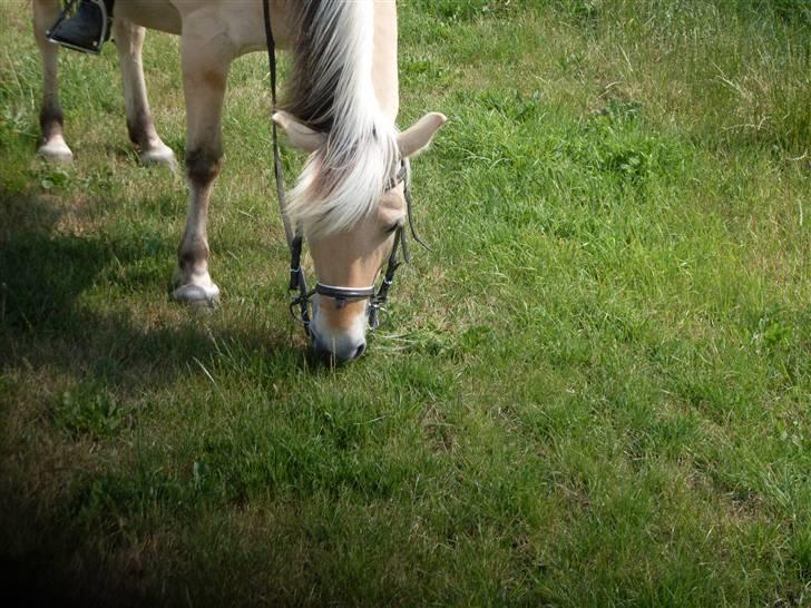 Fjordhest Josefine *Fine**Venindes* - Mums ..Græs... billede 4
