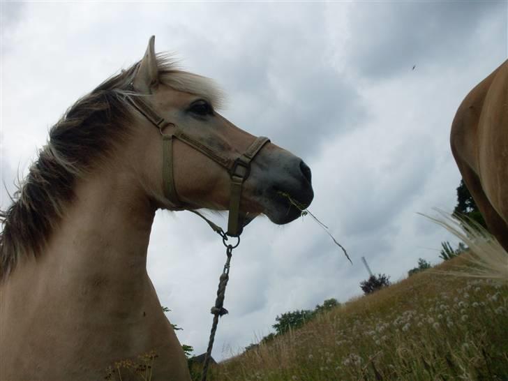 Fjordhest Josefine *Fine**Venindes* - Hun hørte lige noget .. billede 5