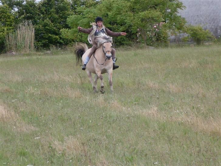Fjordhest Josefine *Fine**Venindes* - På galop-tur .. heh . billede 6