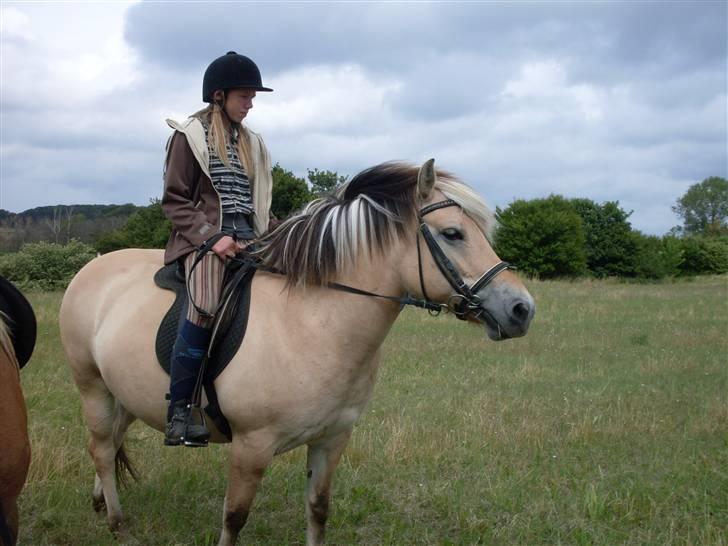 Fjordhest Josefine *Fine**Venindes* - Smukke lotte & smukke Fine holder lige en lille pause .. :b billede 7