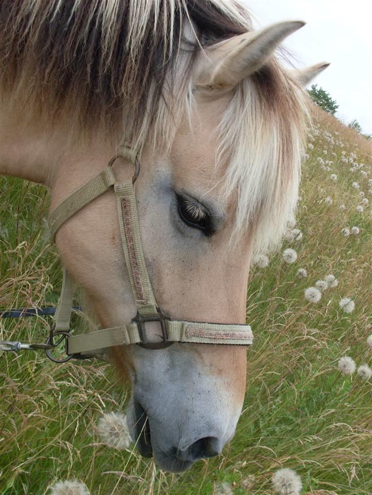 Fjordhest Josefine *Fine**Venindes* - Hende smukke hoved .. billede 8