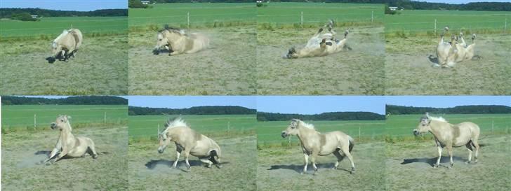 Fjordhest Josefine *Fine**Venindes* - Fines rulle teknik .: først ned, så halvt rundt, og så op igen .. Heeh ,, billede 9