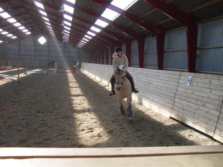 Fjordhest Josefine *Fine**Venindes* - Lotte og Fine til spring træning . billede 10