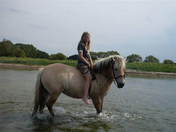 Fjordhest Josefine *Fine**Venindes* - På stranden .. billede 11