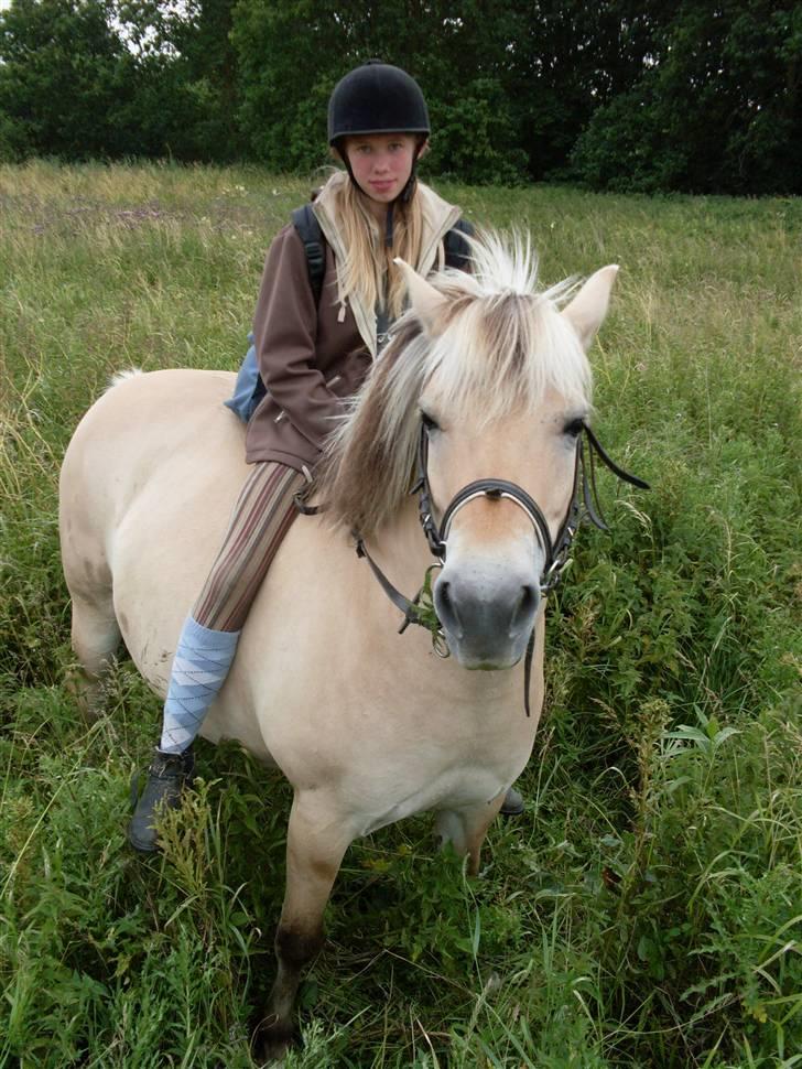 Fjordhest Josefine *Fine**Venindes* - På tur i det høje græs -.. billede 12