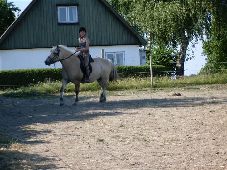 Fjordhest Josefine *Fine**Venindes* - Rider lidt rundt på folden . billede 13