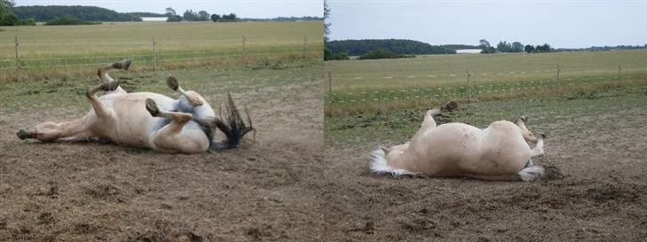 Fjordhest Josefine *Fine**Venindes* - Ruller sig .. billede 14