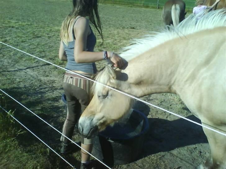 Fjordhest Josefine *Fine**Venindes* - Klør sig op ad lotte . heeh . billede 15