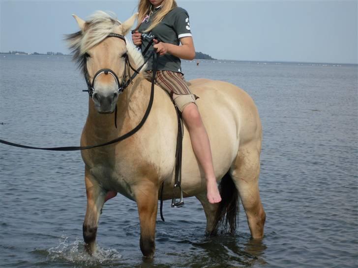 Fjordhest Josefine *Fine**Venindes* - Et lidt sjovt billed på stranden .. billede 16