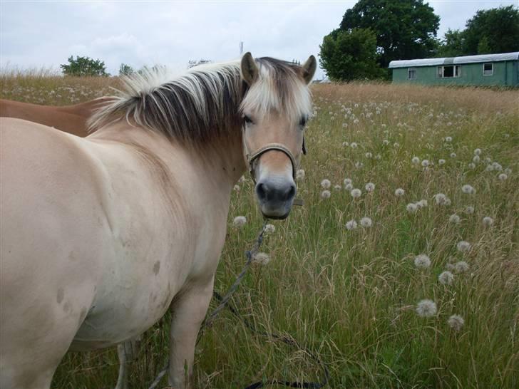 Fjordhest Josefine *Fine**Venindes* - Da Lotte og mig var på ´´piknick på hesteryg´´ . heeh .. billede 17