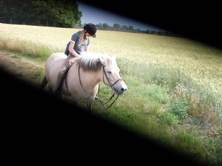 Fjordhest Josefine *Fine**Venindes* - Har lige galoperet ,. hehe . billede 18