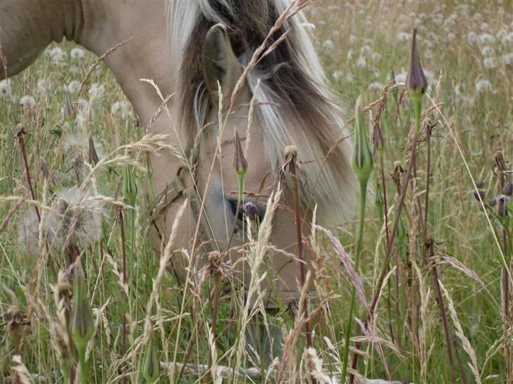 Fjordhest Josefine *Fine**Venindes* - Med hoved dybt begravet i mælkebøtter .. billede 19