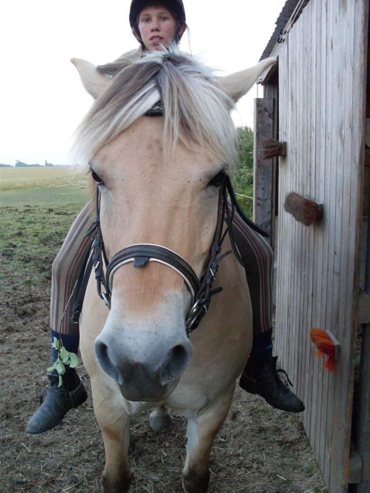 Fjordhest Josefine *Fine**Venindes* - Lotte & Fine . billede 20