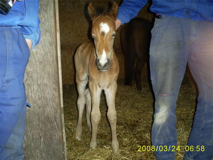 Arabisk fuldblod (OX) Indian Zila   - Zilas hingteføl 1 dag gammel født . 27 marts 2008 billede 18