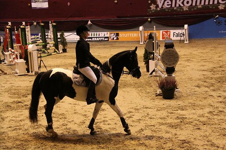 Pinto Lyngholms Maddie - Christmas show 2010, fejlfri lb. billede 15