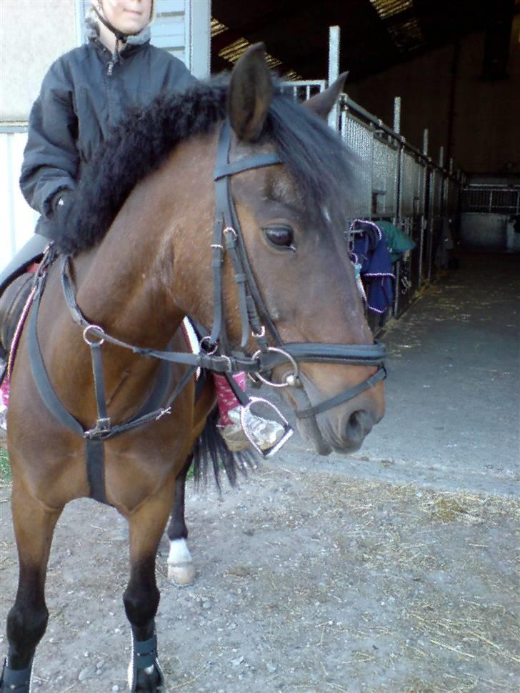 Anden særlig race Marco billede 9