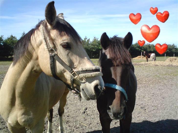 Anden særlig race Marco - Marco og Sunday igen billede 10