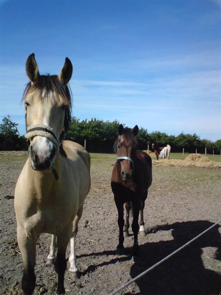 Anden særlig race Marco billede 13
